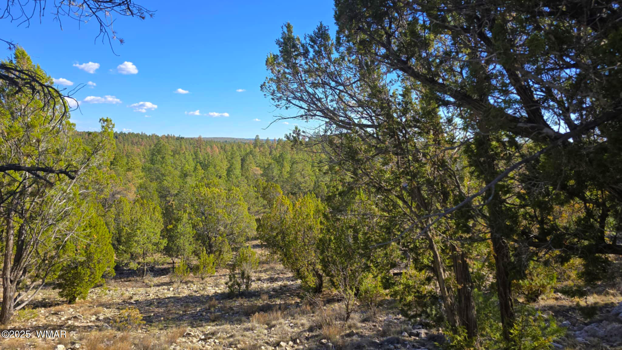 2947 East Lookout Lane Overgaard, AZ 85933 - Photo 4 of 12 5ec63a42-b3d7-47b0-b431-f42f6a21ee14