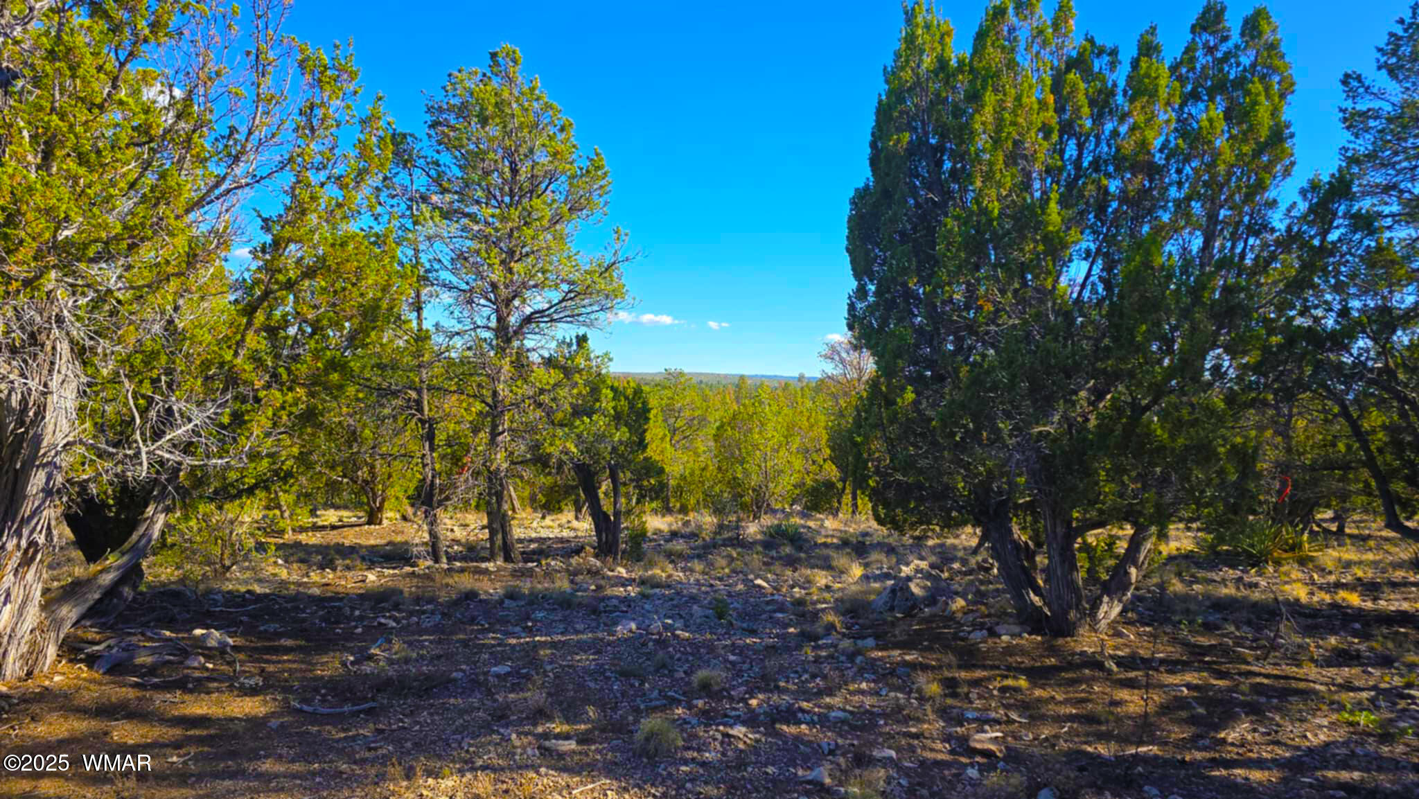 2947 East Lookout Lane Overgaard, AZ 85933 - Photo 6 of 12 19b537d2-51e1-4b6f-a1b3-935c0dca03bf