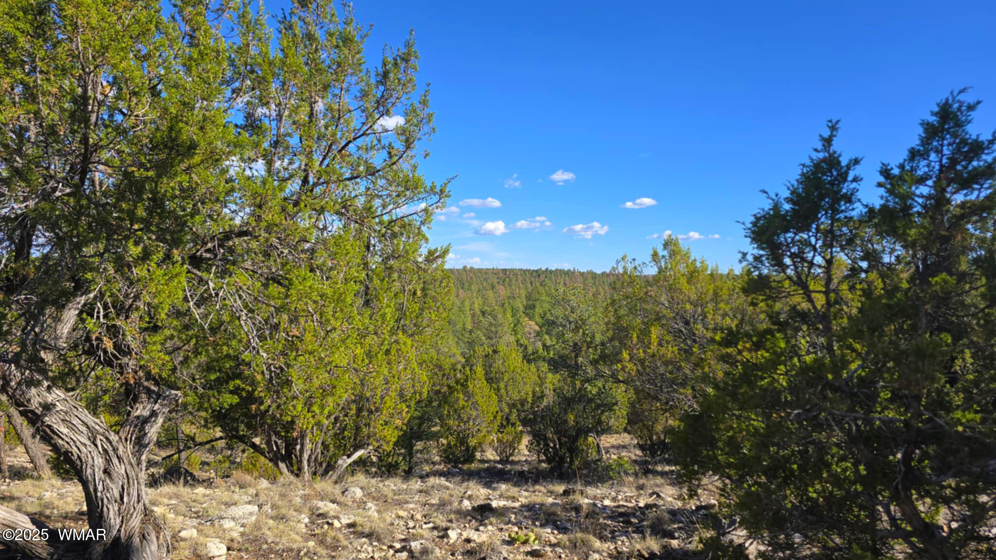 2947 East Lookout Lane Overgaard, AZ 85933 - Photo 8 of 12 36b8f25c-b7a1-40ae-8ee8-fa5559af7ac8