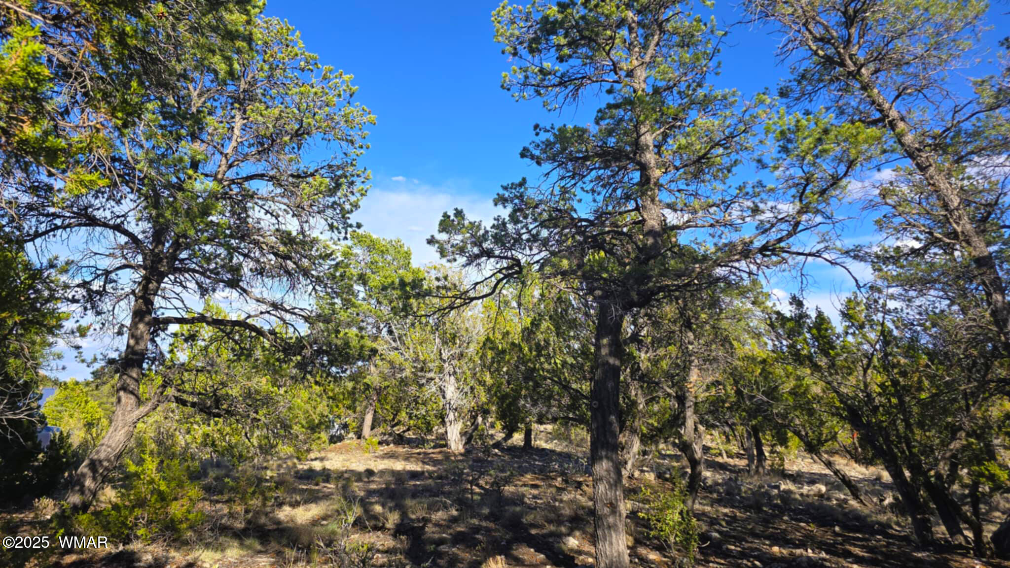 2947 East Lookout Lane Overgaard, AZ 85933 - Photo 9 of 12 c62a68f1-026a-4cde-bd06-2f16a88d5c49