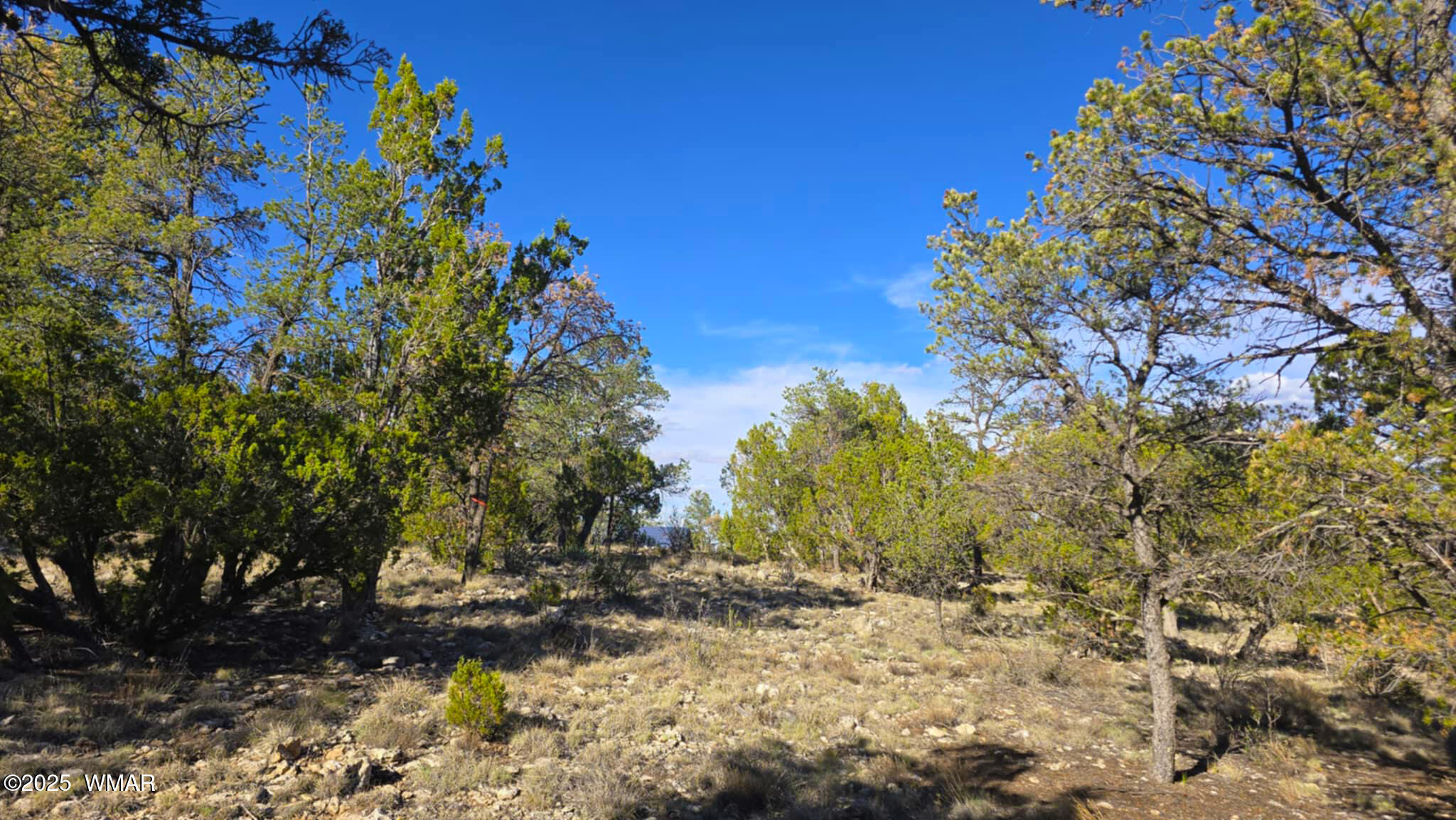 2947 East Lookout Lane Overgaard, AZ 85933 - Photo 10 of 12 cb757614-312a-4b4b-9f38-58843dd37053