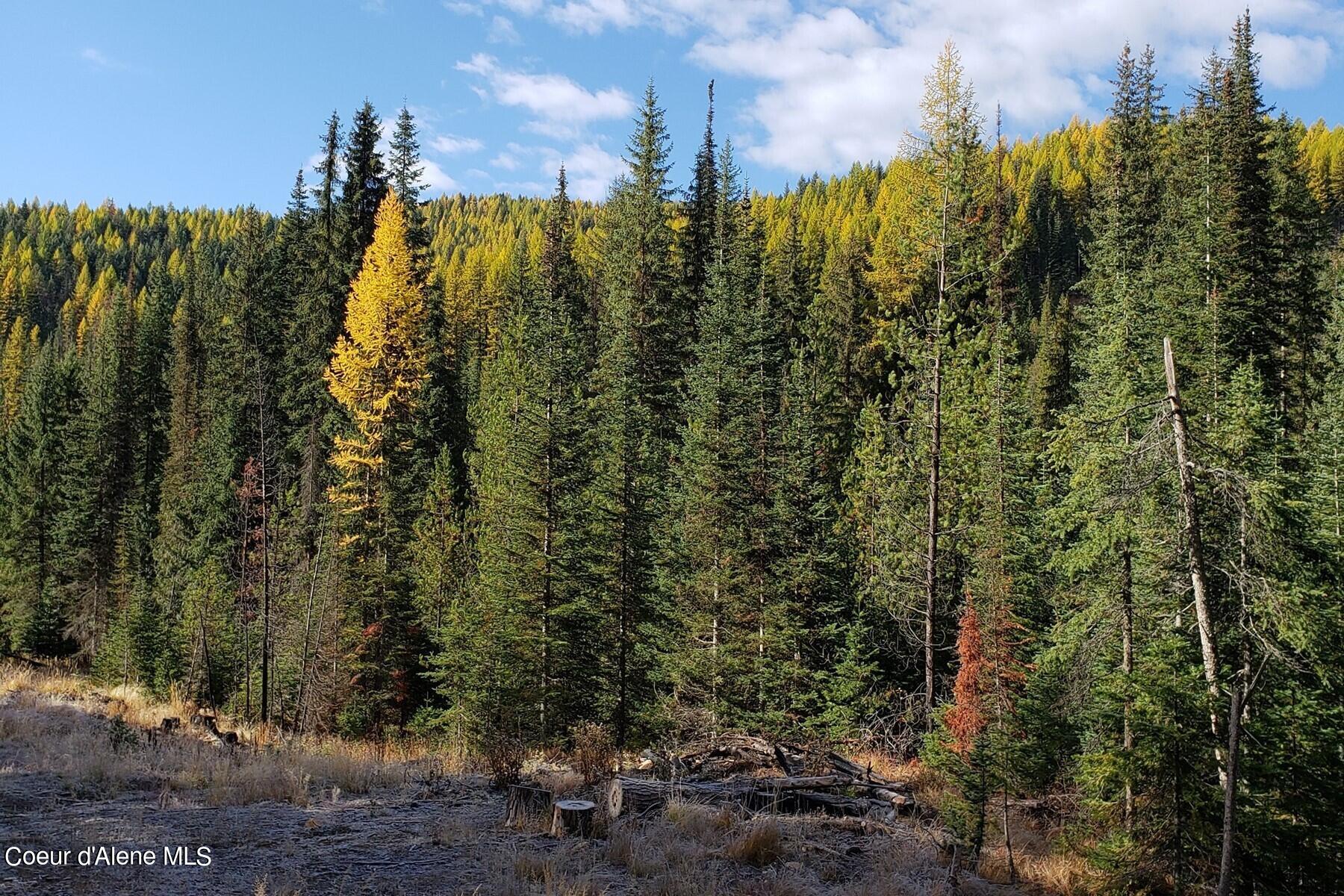 114 A Packer Creek Road Haugen, MT 59842 - Photo 3 of 13 3