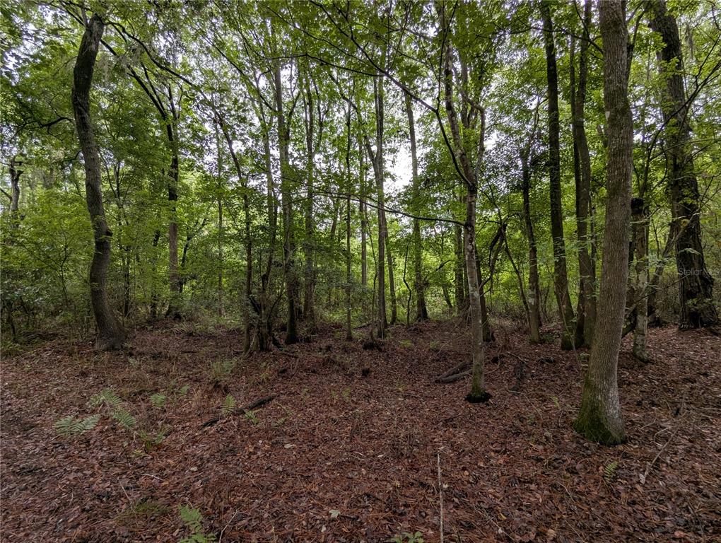91st Street Alachua, FL 32615 - Photo 28 of 36 a view of a forest with trees in the background