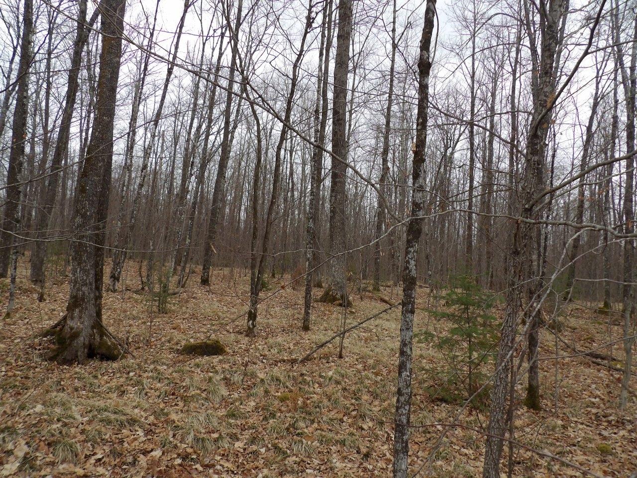 Off Wright Road, Unit 40 / ACRE Winter, WI 54896 - Photo 10 of 19 Gallery Image 10