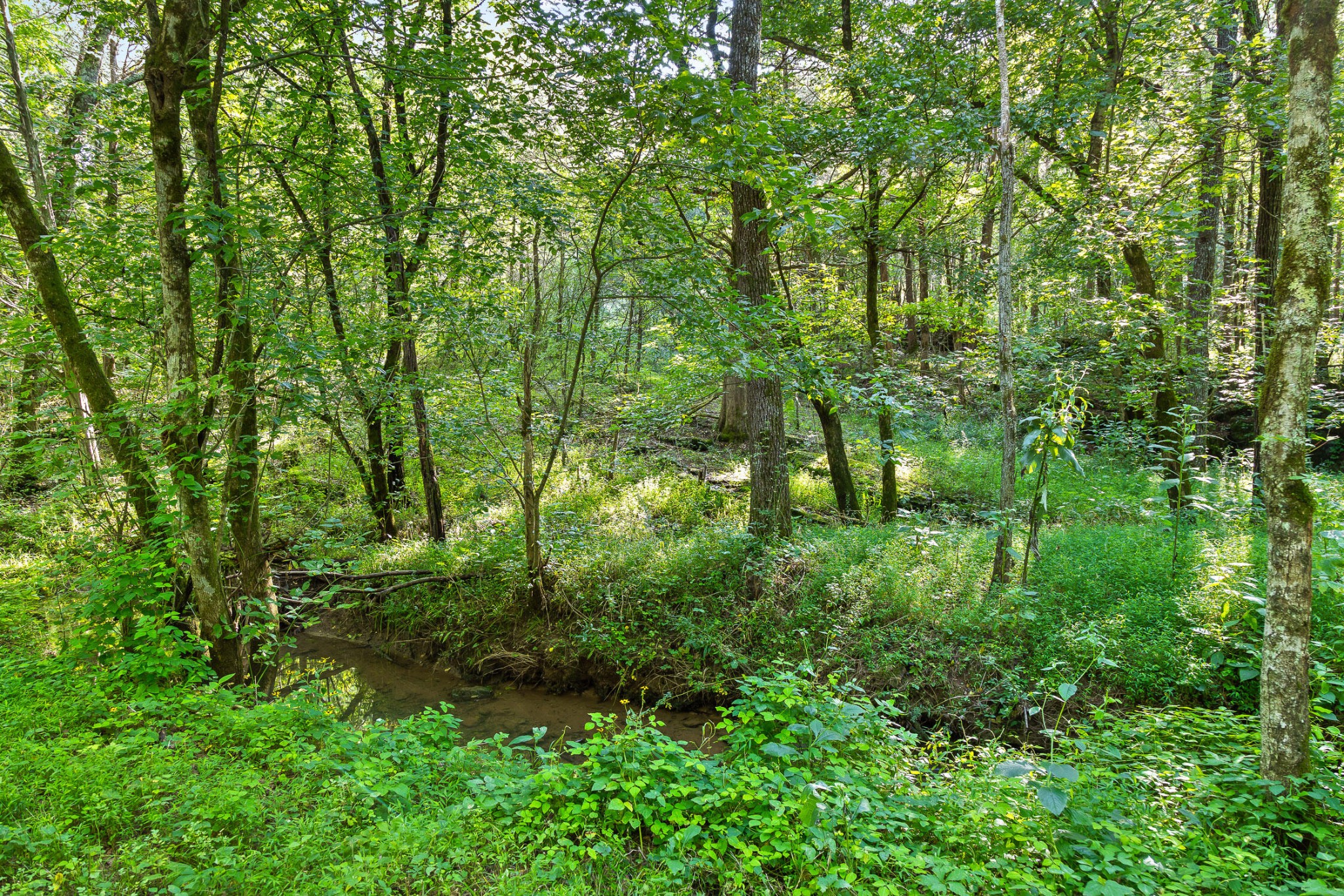 25 Cave Springs Road Rising Fawn, GA 30738 - Photo 9 of 24 Gallery Image 9