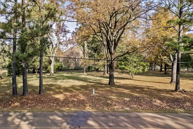 a view of a yard with a large tree