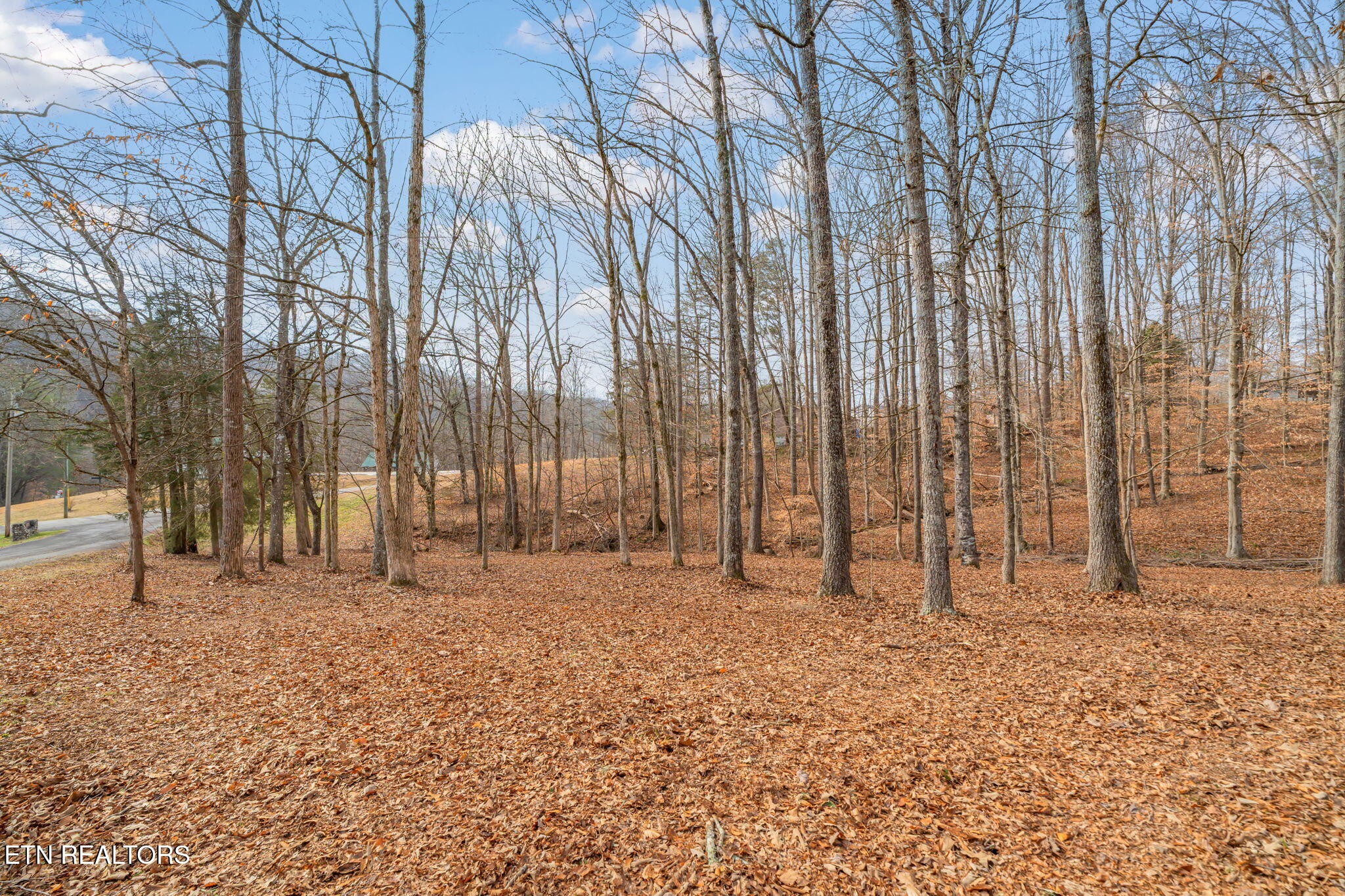 115 Jamie Street Maynardville, TN 37807 - Photo 41 of 58 a view of backyard with large trees