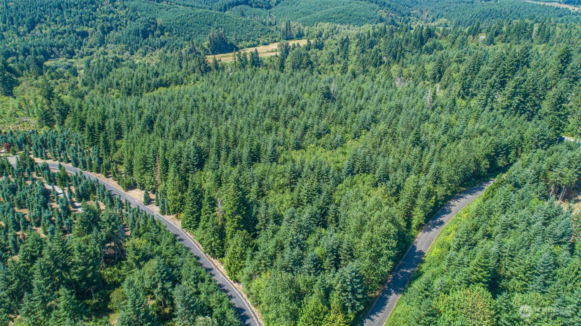 20937 Flumerfelt Road Southeast Centralia, WA 98531 - Photo 1 of 8 a view of a lush green forest with lawn chairs and plants