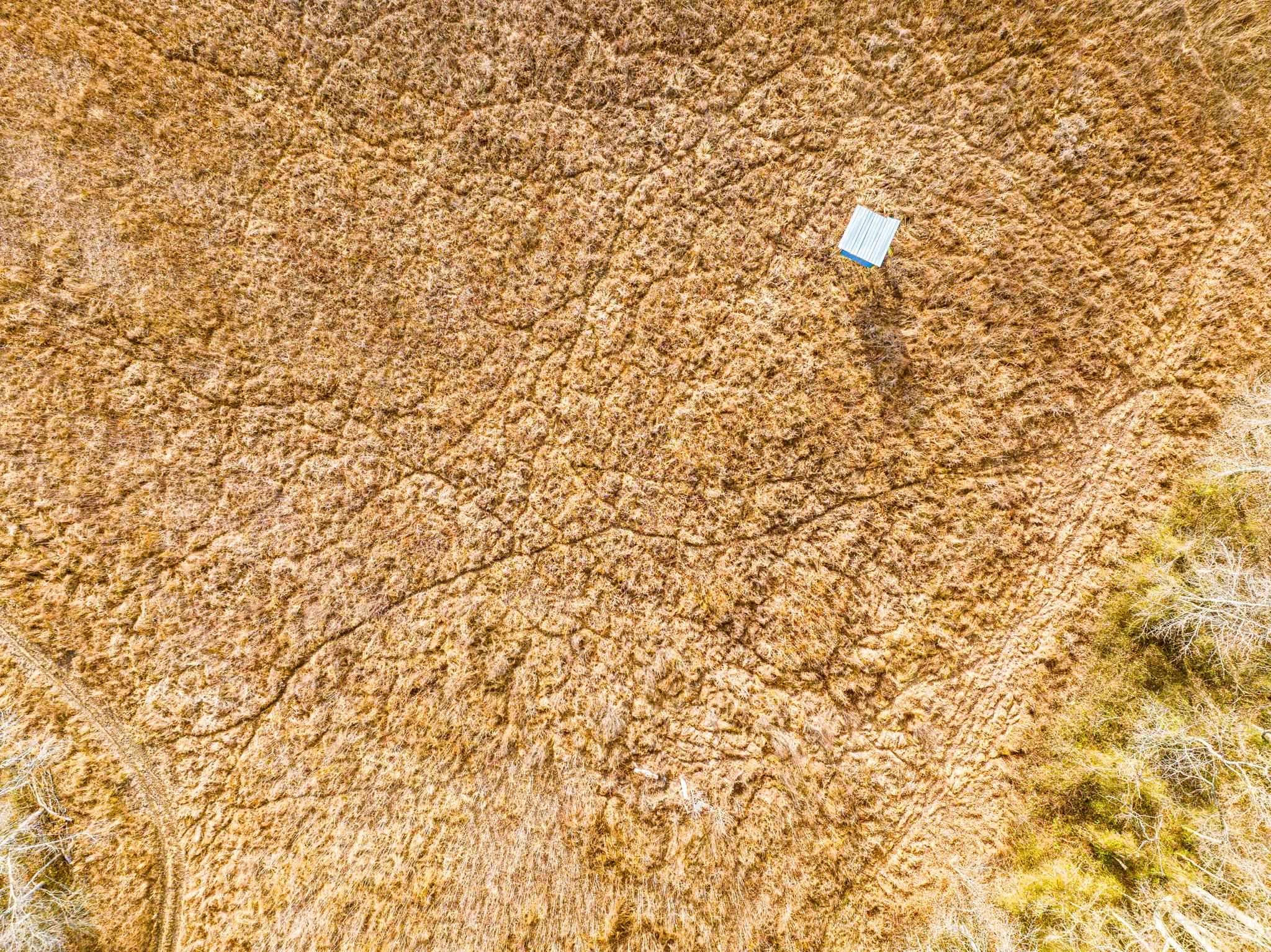 0 Puryear Road Cottage Grove, TN 38224 - Photo 13 of 40 a close up of a plant