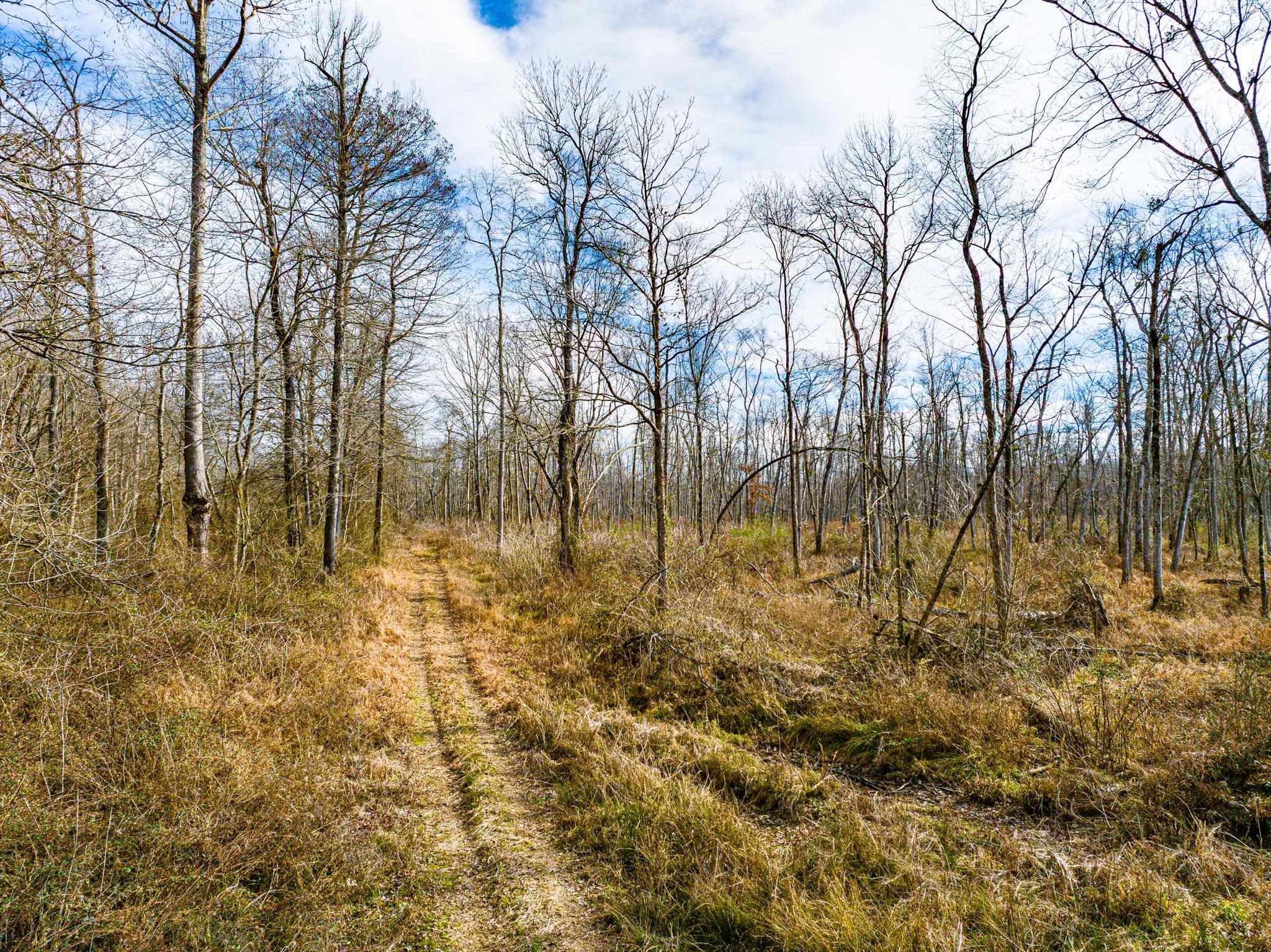0 Puryear Road Cottage Grove, TN 38224 - Photo 16 of 40 a view of yard with trees