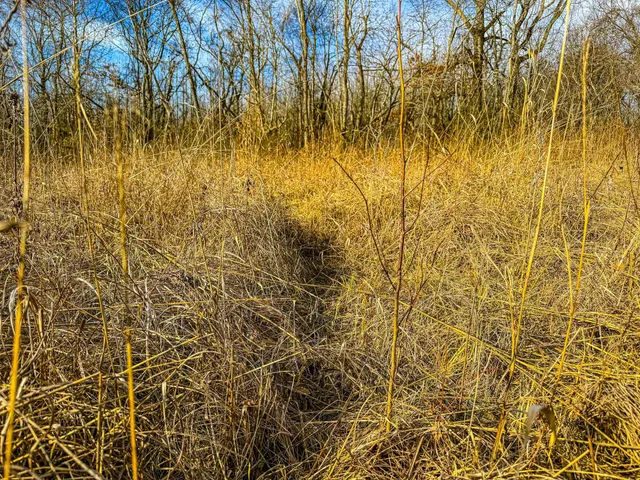 a view of trees and yard