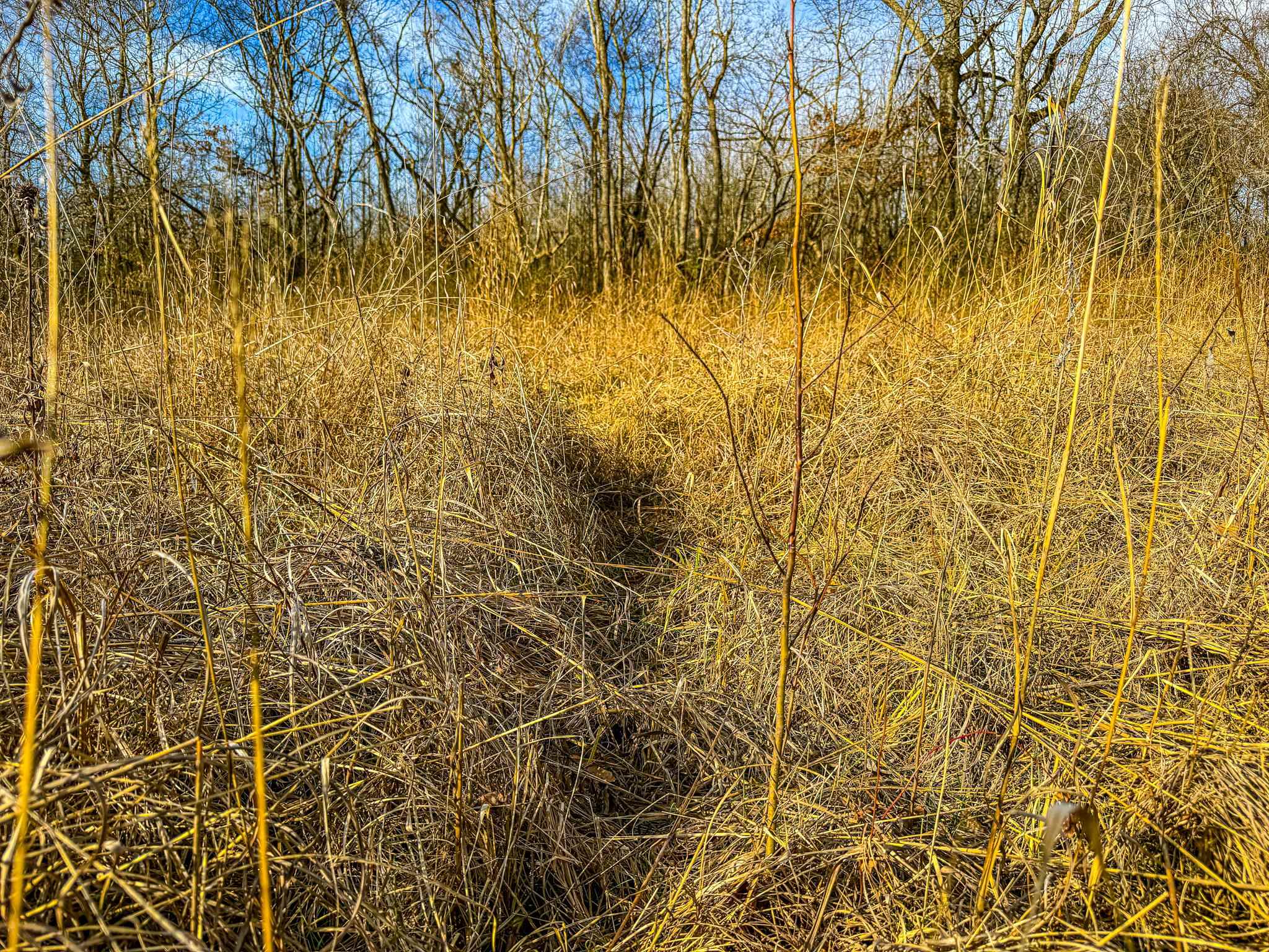 0 Puryear Road Cottage Grove, TN 38224 - Photo 20 of 40