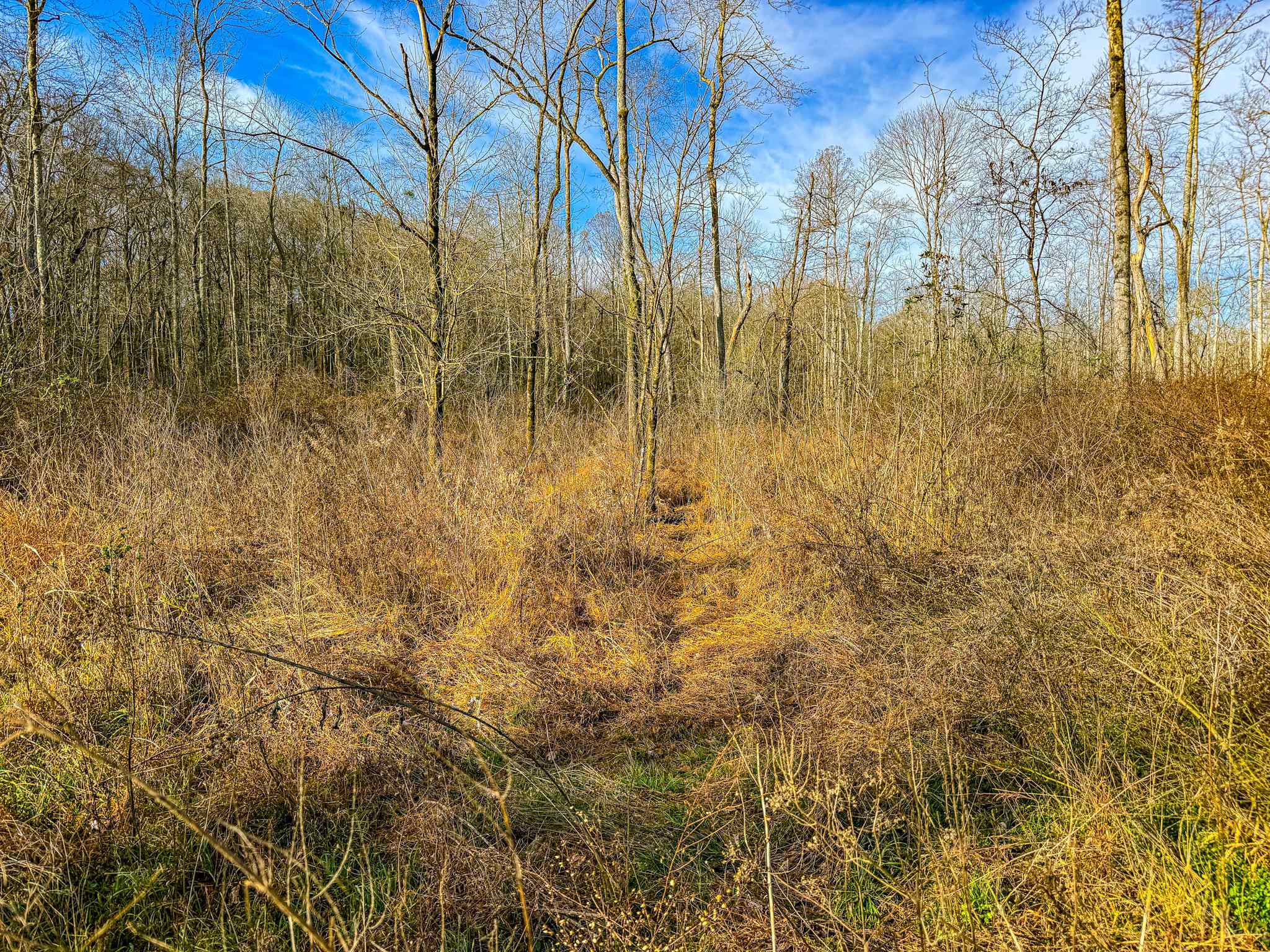 0 Puryear Road Cottage Grove, TN 38224 - Photo 21 of 40 a view of trees and yard
