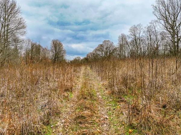 a view of a dry yard with trees