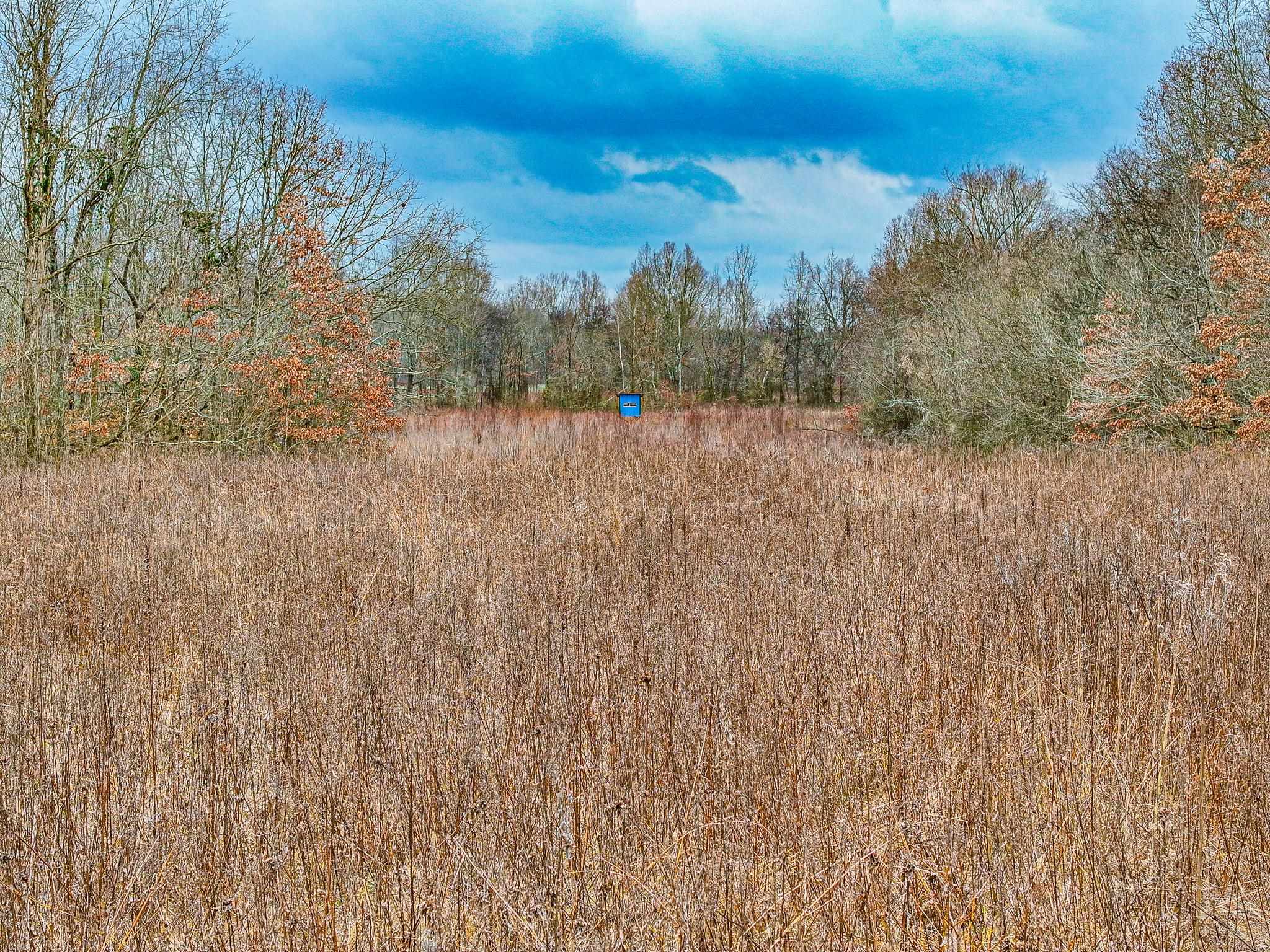 0 Puryear Road Cottage Grove, TN 38224 - Photo 24 of 40 a view of a dry yard with trees