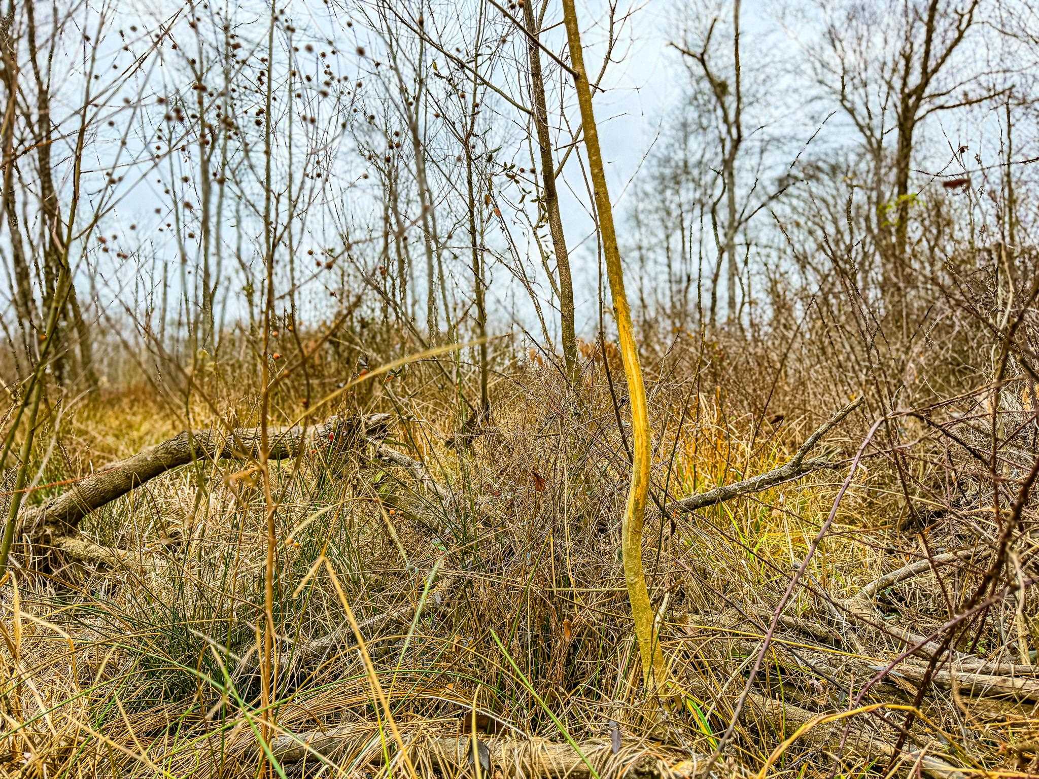 0 Puryear Road Cottage Grove, TN 38224 - Photo 26 of 40 a view of a yard with a tree