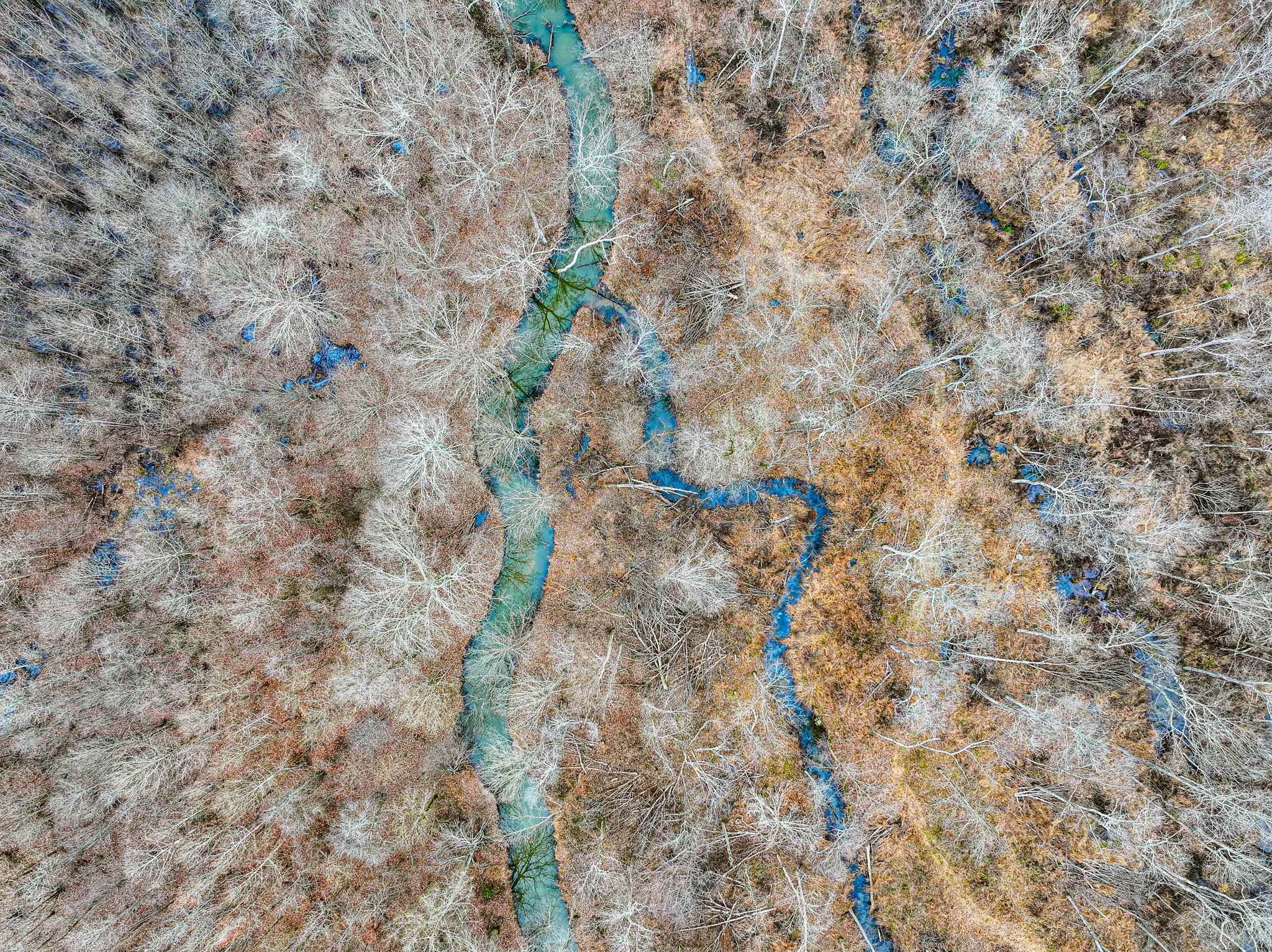 0 Puryear Road Cottage Grove, TN 38224 - Photo 29 of 40 a close up of a plants