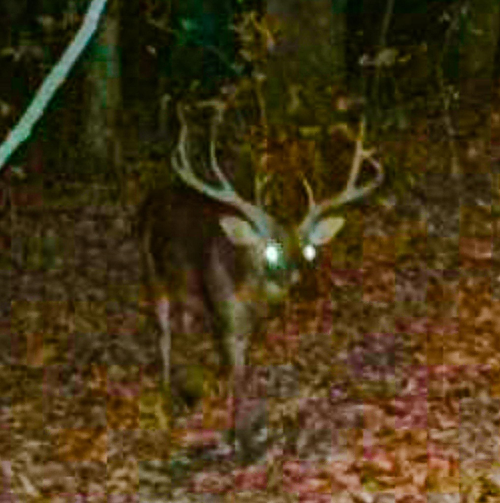 0 Puryear Road Cottage Grove, TN 38224 - Photo 5 of 40 a view of bushes