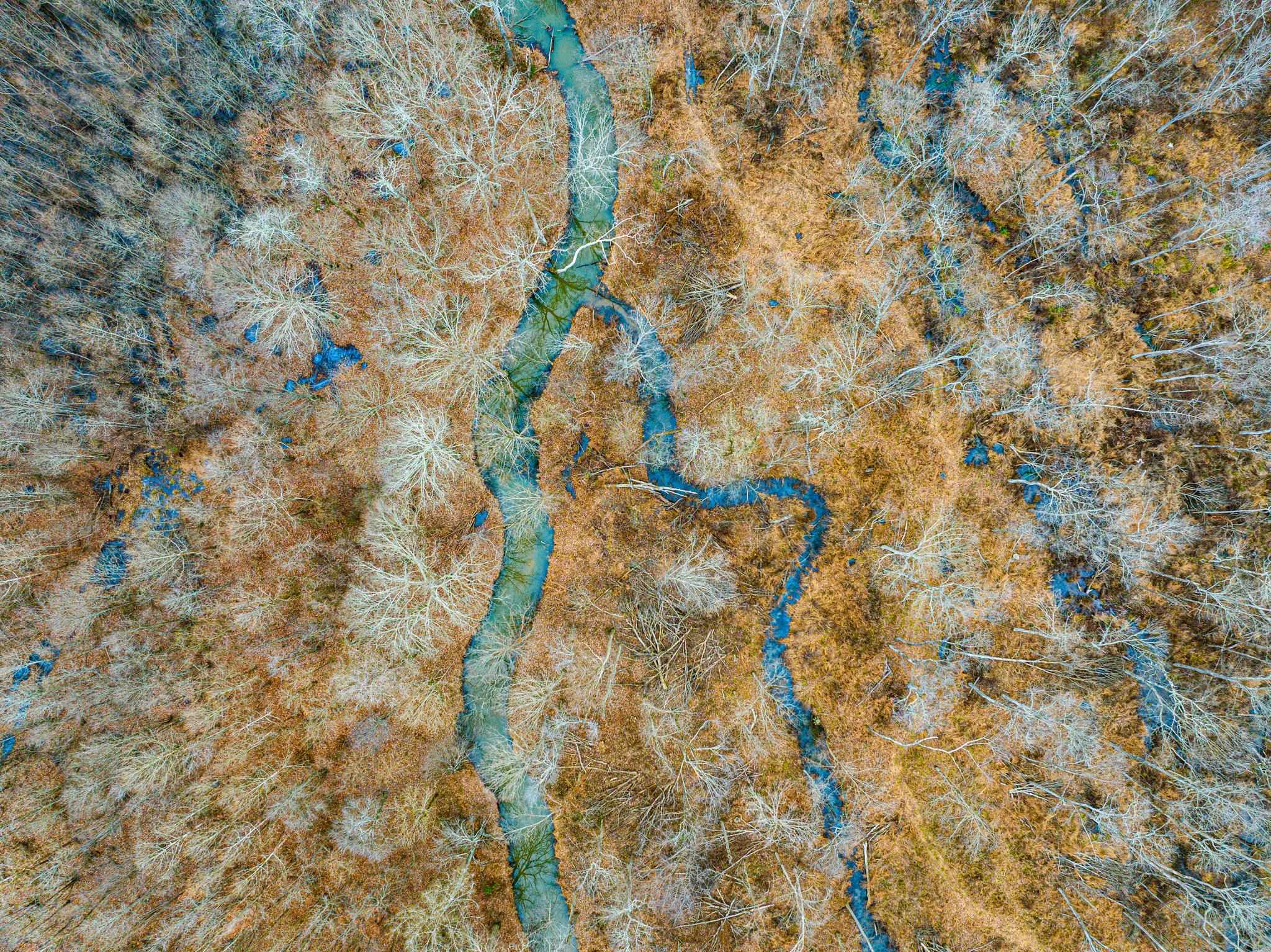 0 Puryear Road Cottage Grove, TN 38224 - Photo 9 of 40 a close up of a plant with a shower