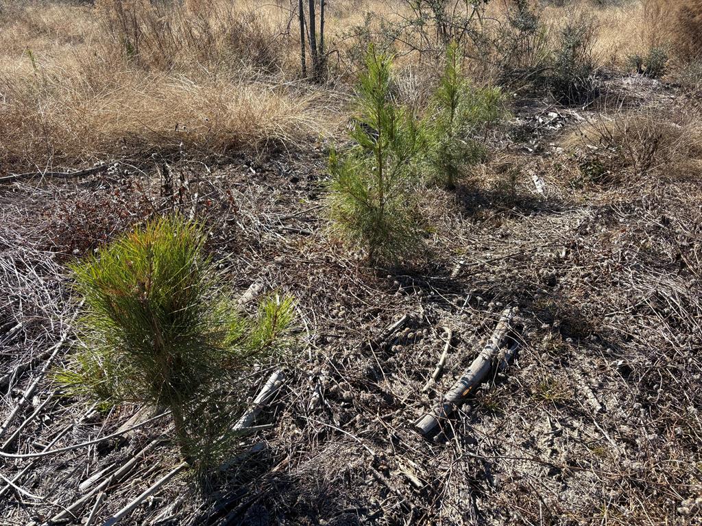 87 Samson Al Samson, AL 36477 - Photo 14 of 22 Completely re-planted with pines.