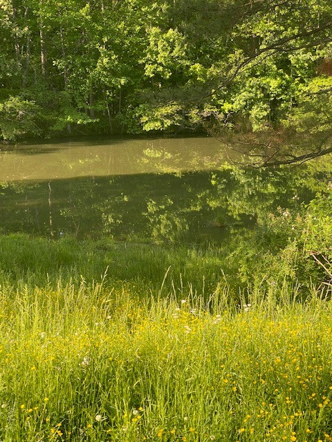54 Purcell Road Leoma, TN 38468 - Photo 6 of 29 a view of a lake view