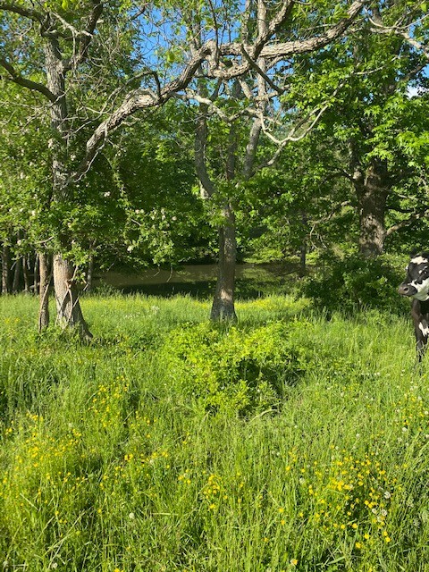 54 Purcell Road Leoma, TN 38468 - Photo 7 of 29 a backyard of a house with lots of green space