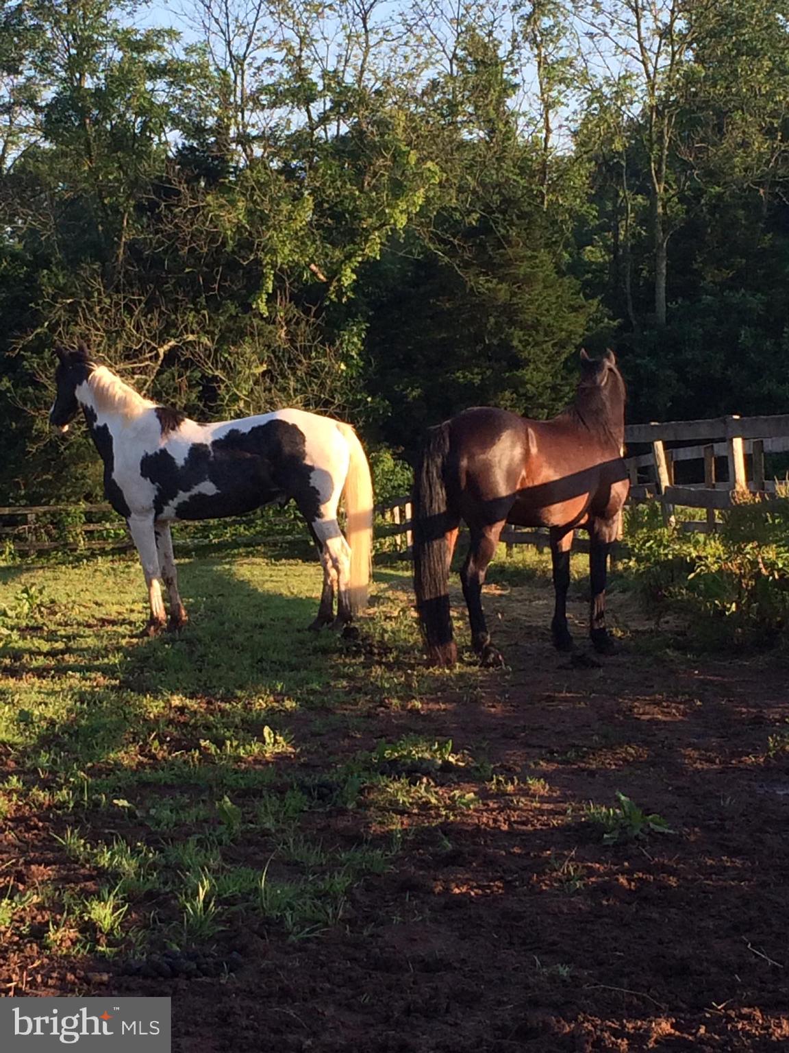 23114 Maddens Tavern Road Stevensburg, VA 22741 - Photo 53 of 66 Gallery Image 53
