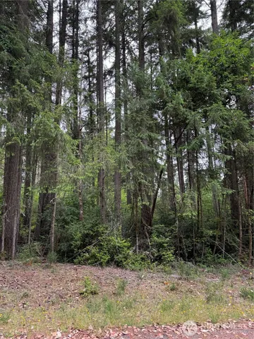 a view of a forest filled with trees