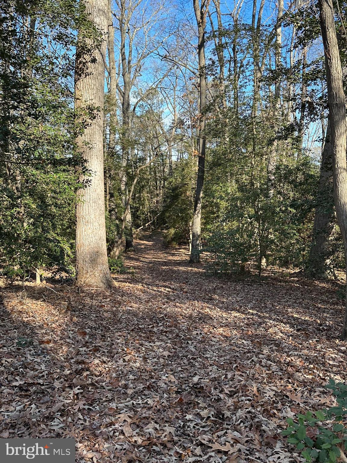 Lot 5 Paddock Drive, Unit 5 Lancaster, VA 22503 - Photo 3 of 10 Beginning of trail along property