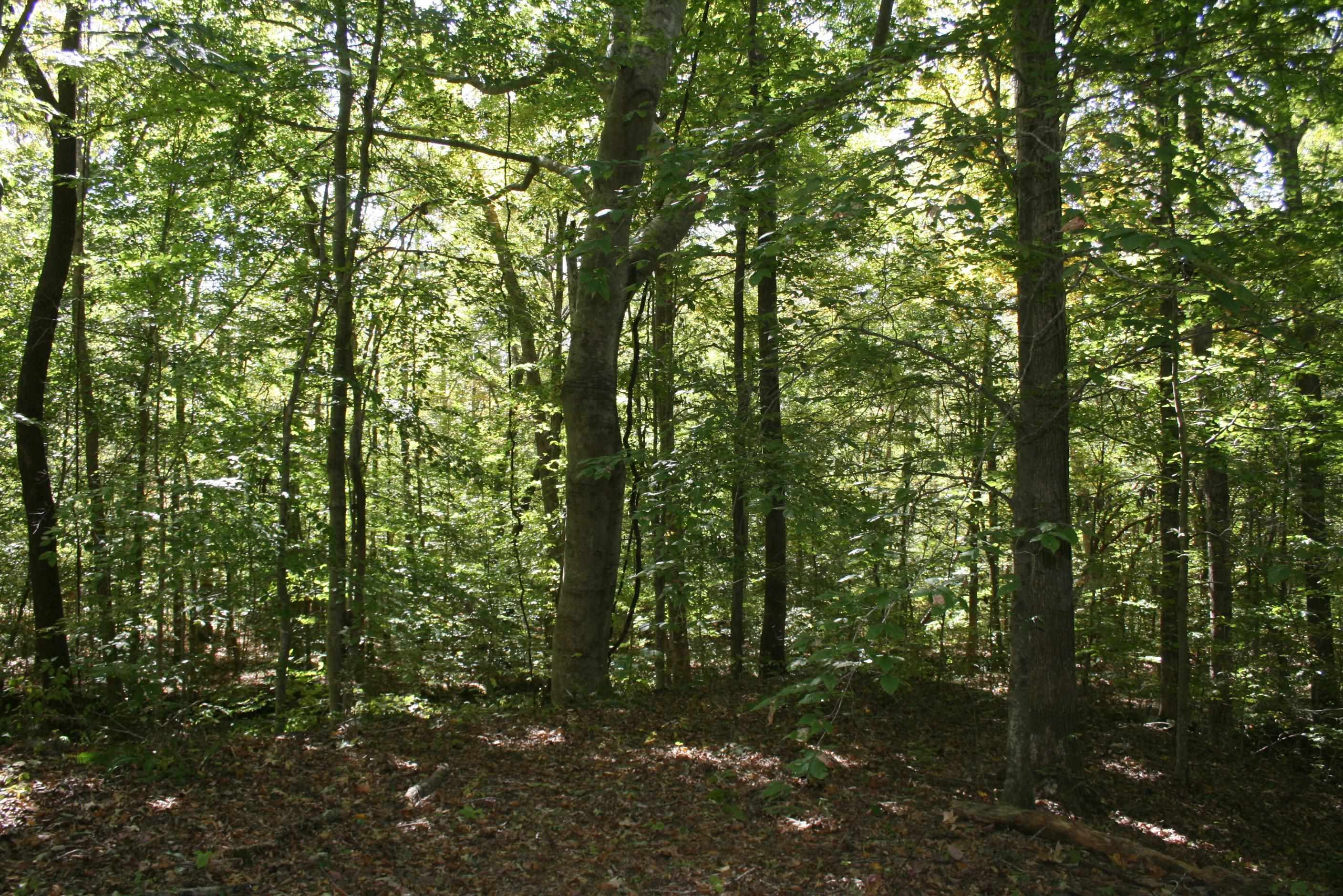 435 Perryville Exchange Road Darden, TN 38328 - Photo 21 of 48 Photo 21