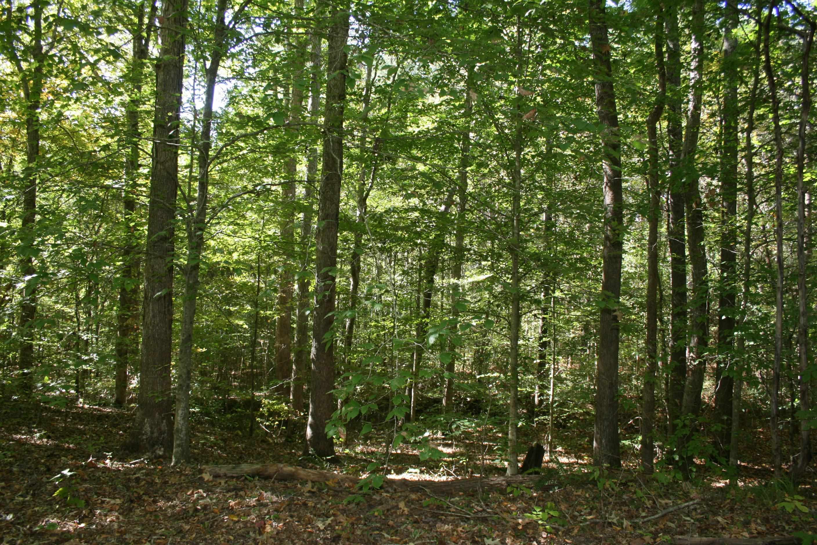 435 Perryville Exchange Road Darden, TN 38328 - Photo 30 of 48 Photo 30