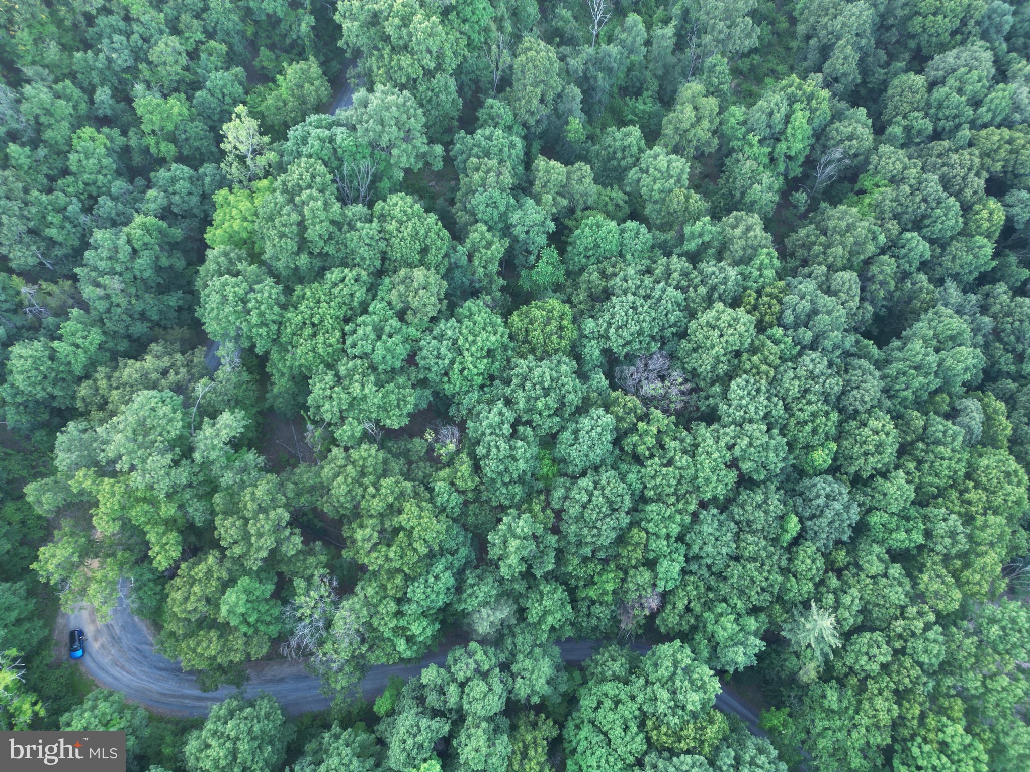 Tbd Rolly Road Mount Jackson, VA 22842 - Photo 3 of 20
