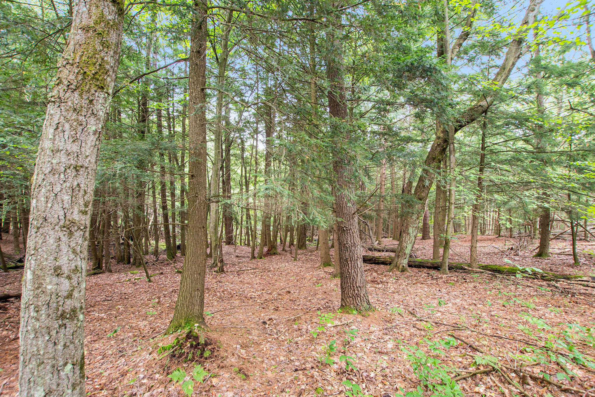3445 North Kilgore Road Luther, MI 49656 - Photo 17 of 24 DSC01472
