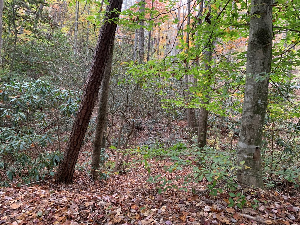 55 Laurel Spring Drive Murphy, NC 28906 - Photo 60 of 73 a backyard of a house with lots of green space