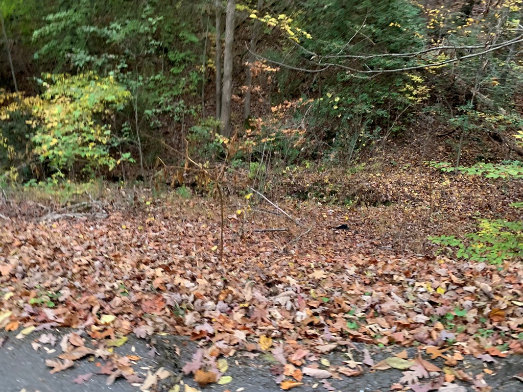 55 Laurel Spring Drive Murphy, NC 28906 - Photo 62 of 73 a view of a yard with a tree