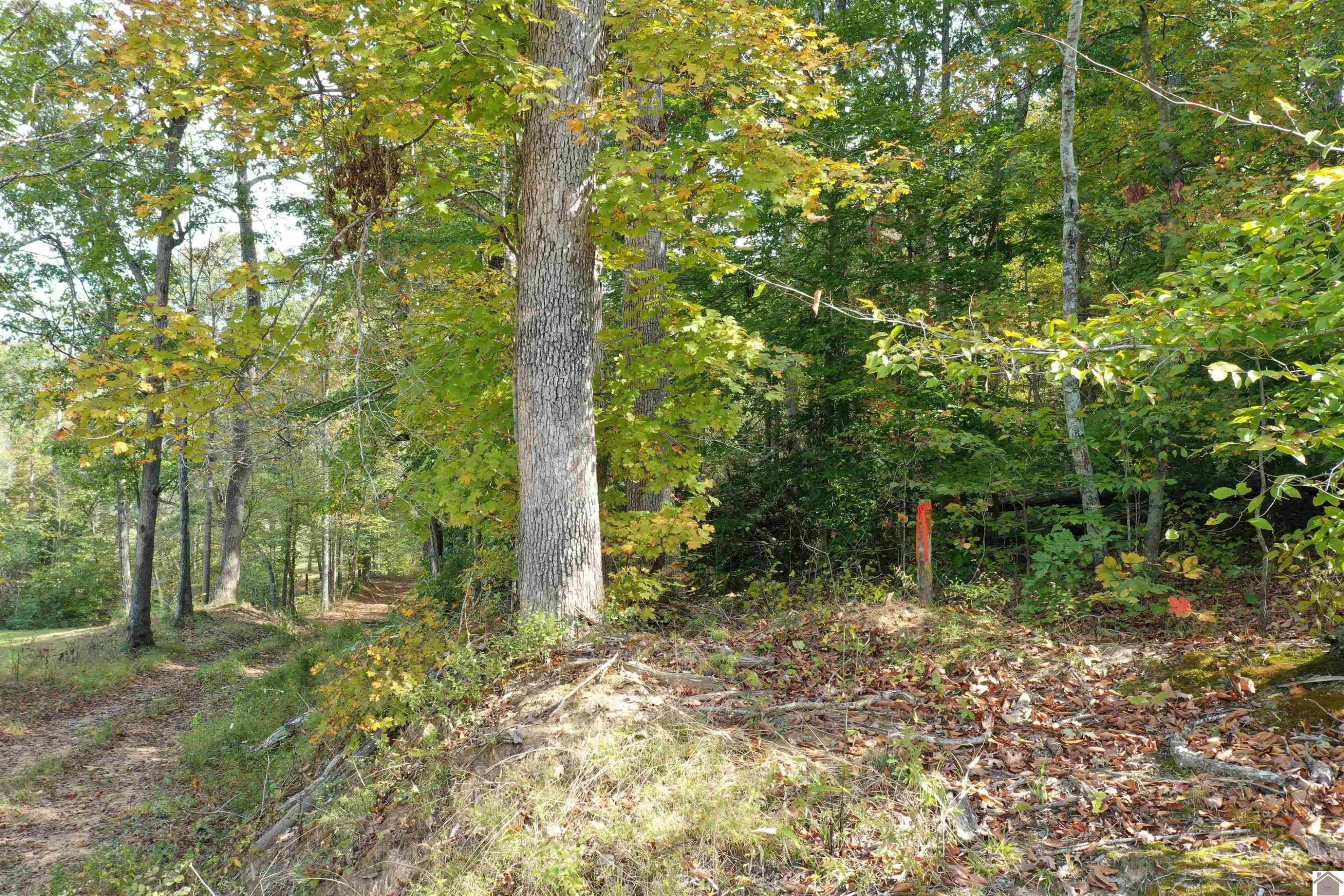 0 Archie Ortt Road, Unit FARM 4 Princeton, KY 42445 - Photo 7 of 22 Photo 7