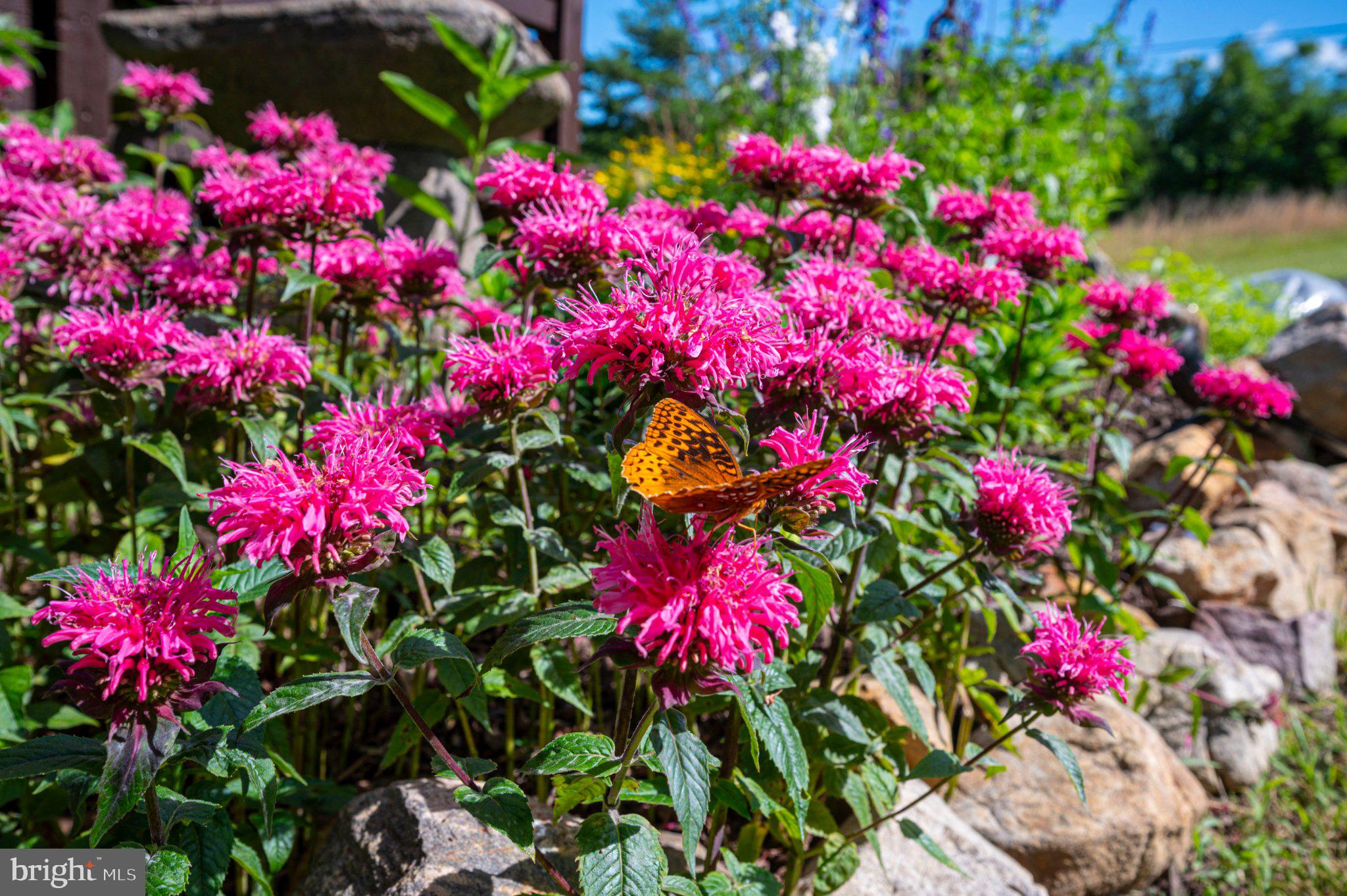 2199 Cheyennes Trail Gerrardstown, WV 25420 - Photo 52 of 63 Butterfly Bliss Among Vibrant Blooms