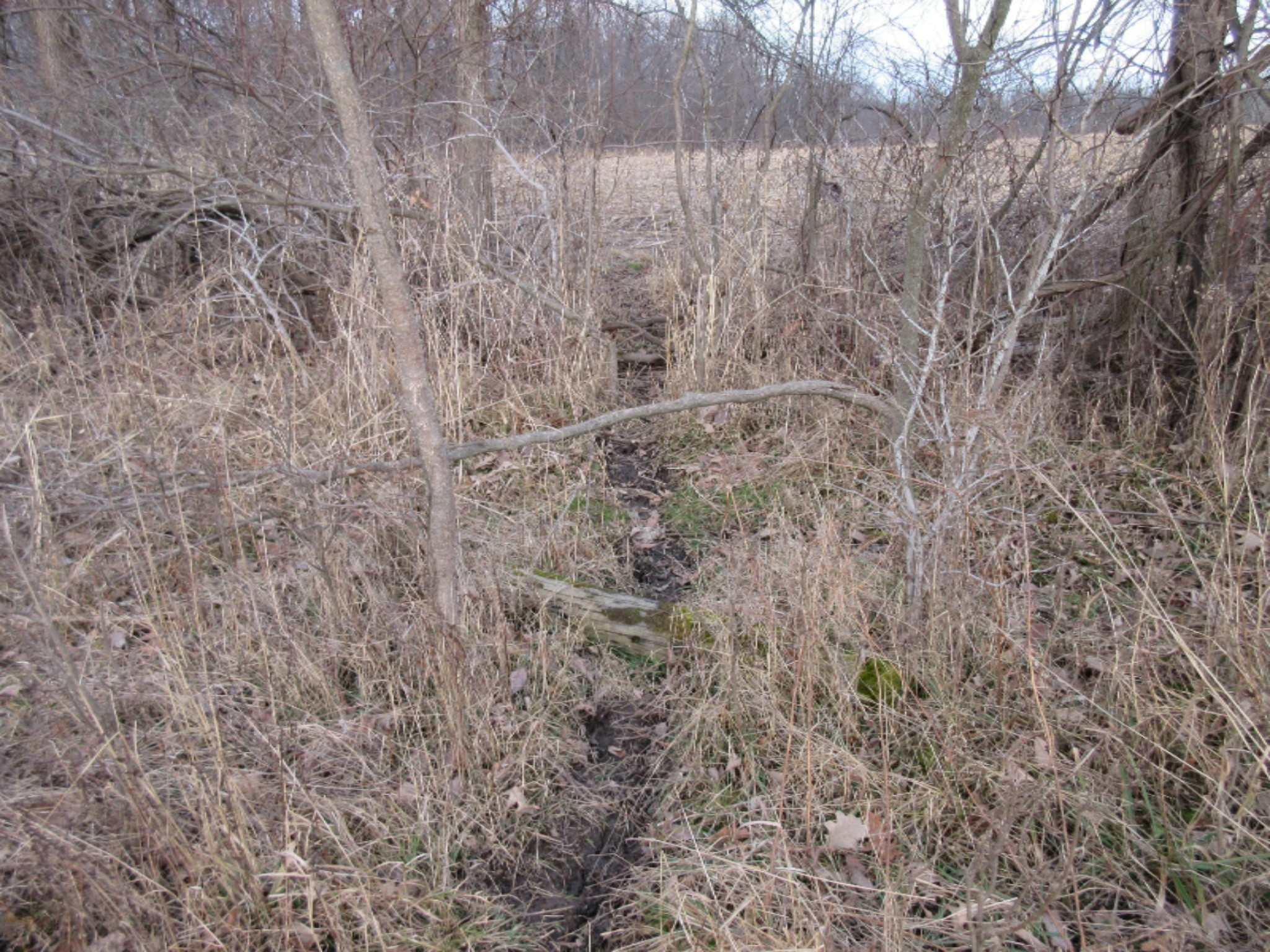 West Ellsworth Road Morrice, MI 48857 - Photo 11 of 35 IMG_6885