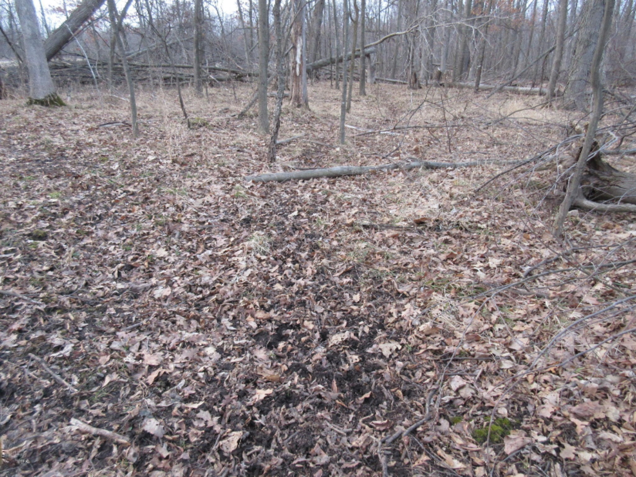 West Ellsworth Road Morrice, MI 48857 - Photo 20 of 35 IMG_6905