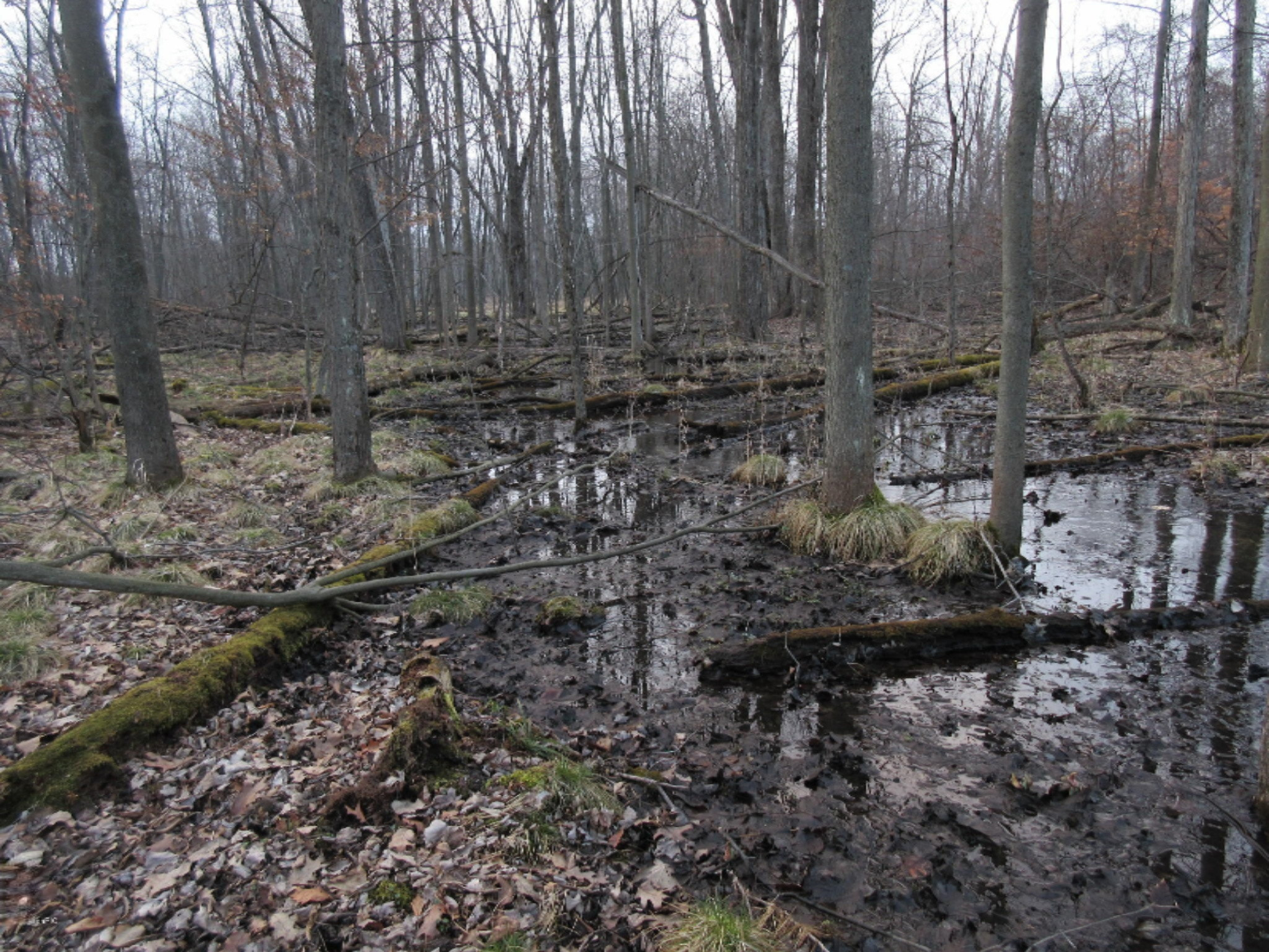 West Ellsworth Road Morrice, MI 48857 - Photo 23 of 35 IMG_6915