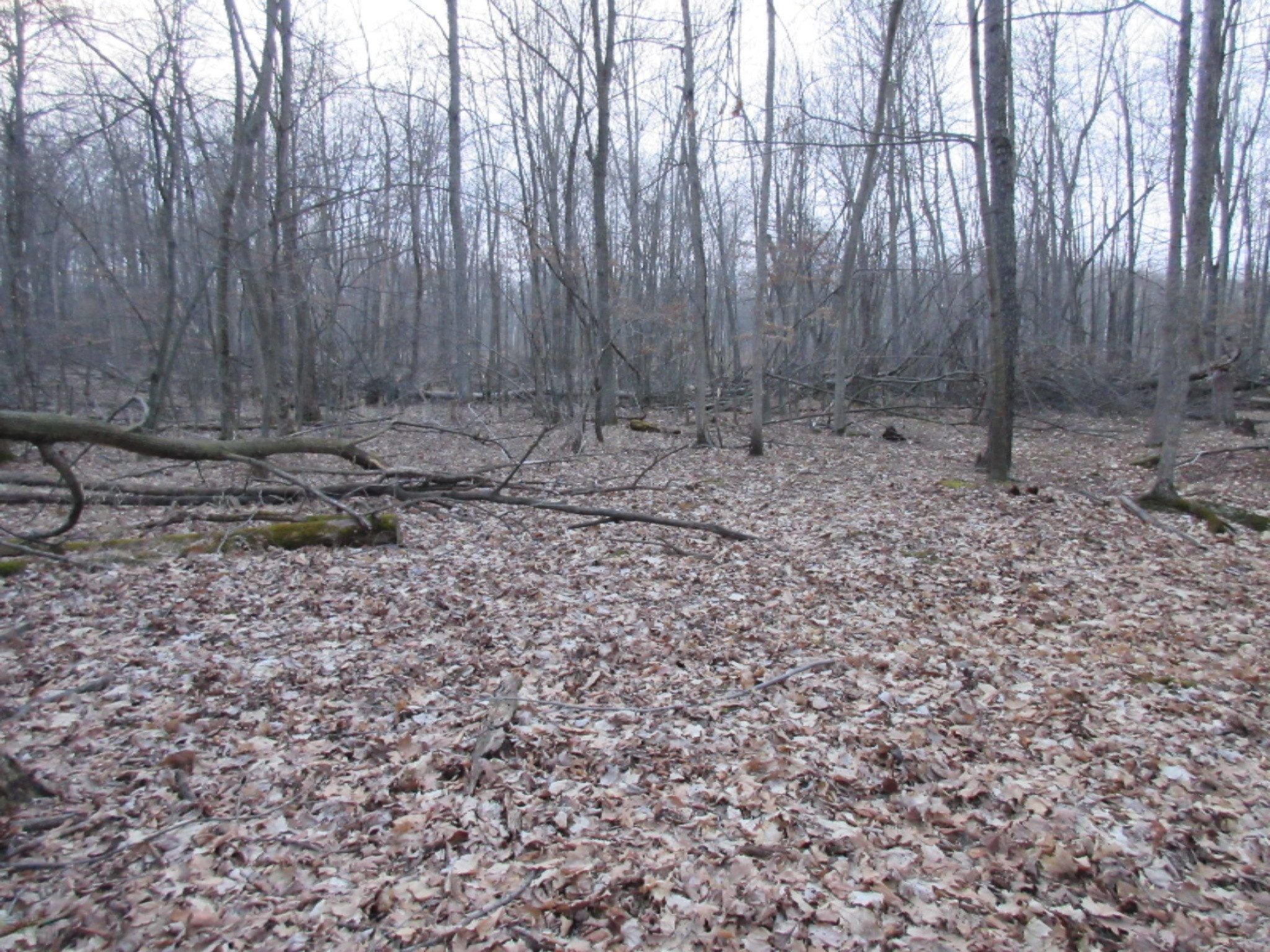West Ellsworth Road Morrice, MI 48857 - Photo 26 of 35 IMG_6929