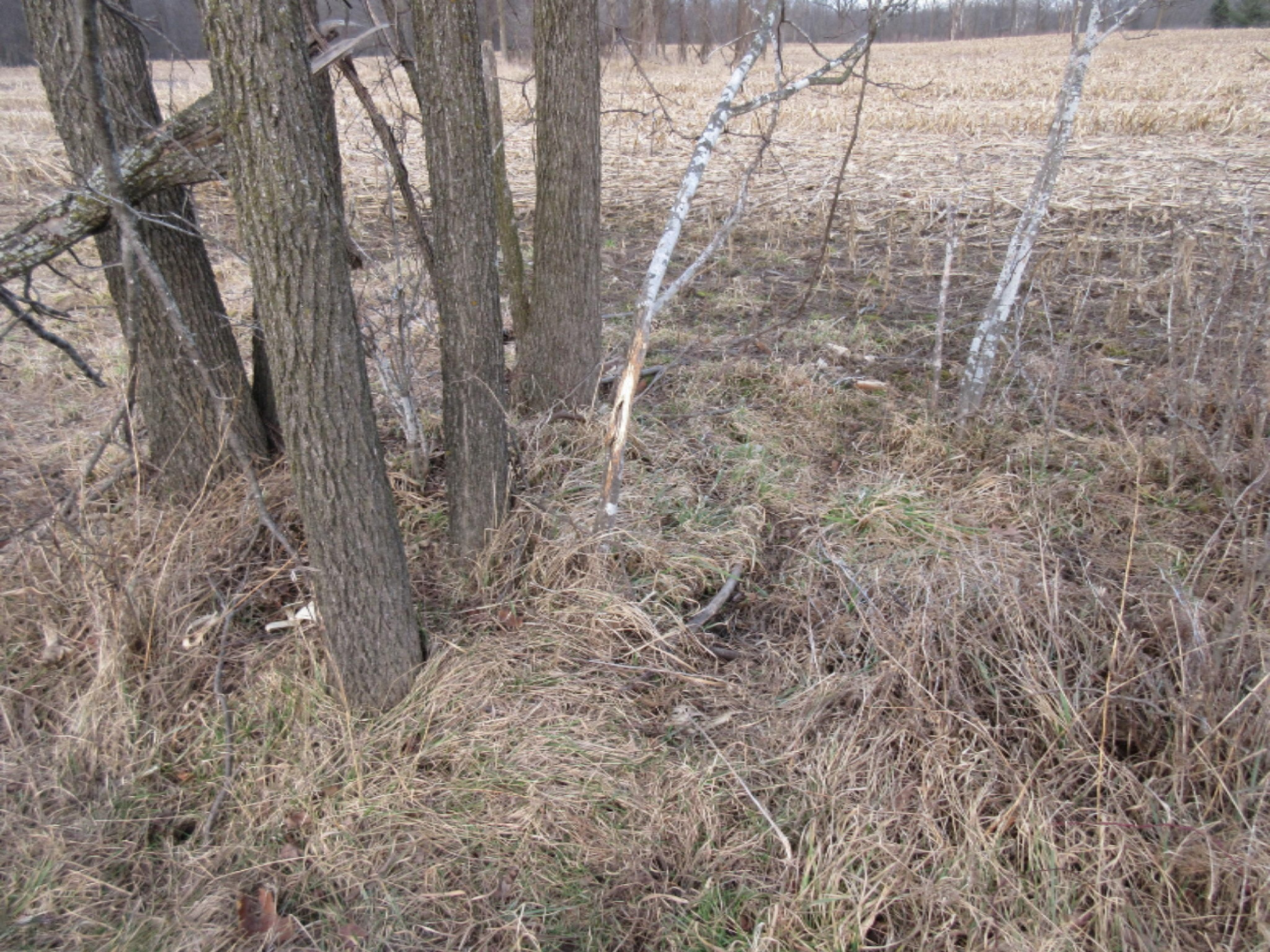 West Ellsworth Road Morrice, MI 48857 - Photo 10 of 35 IMG_6883