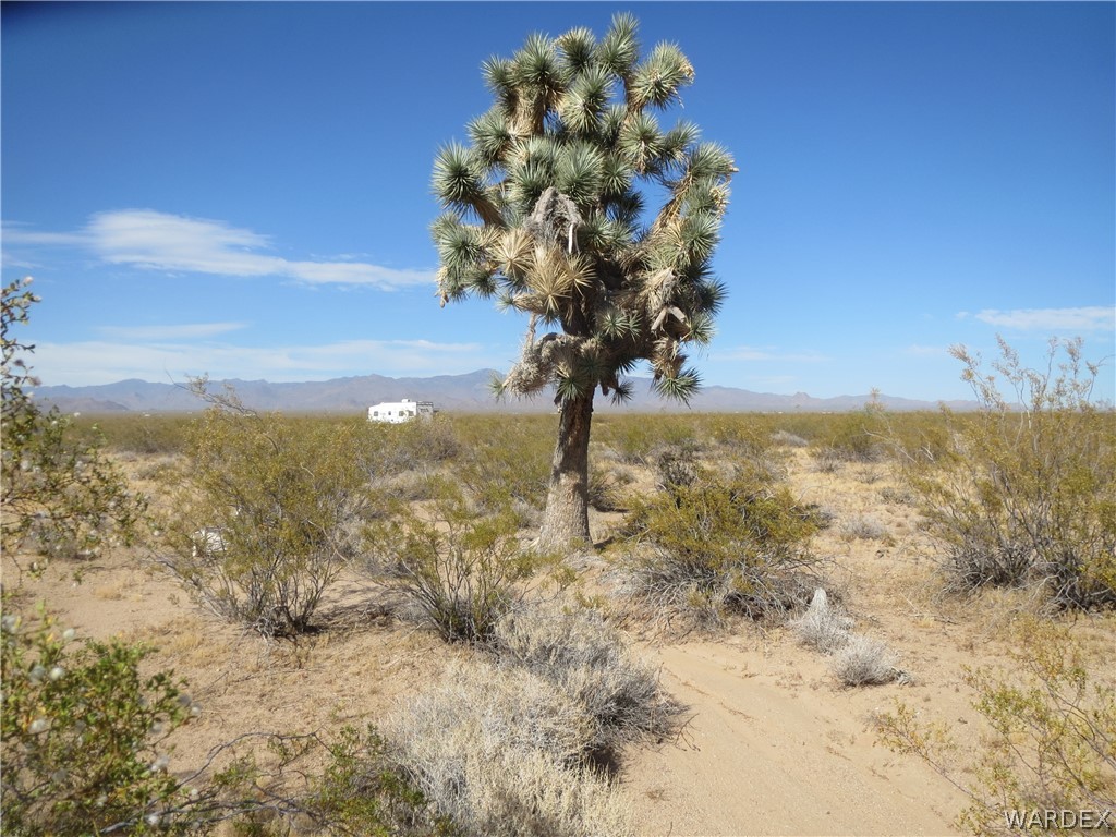 19157 Doc Holliday Road Yucca, AZ 86438 - Photo 1 of 14 a view of a yard with a mountain