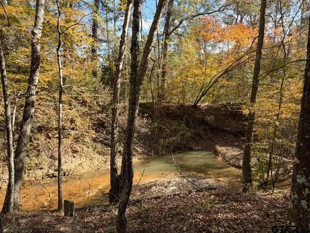 a view of lake from a tree