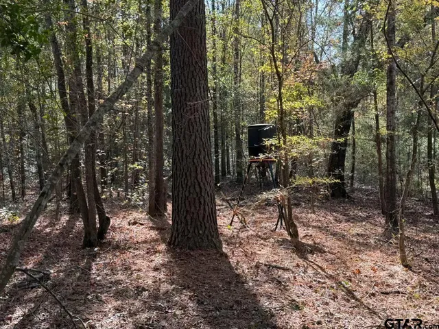 a view of a forest with trees