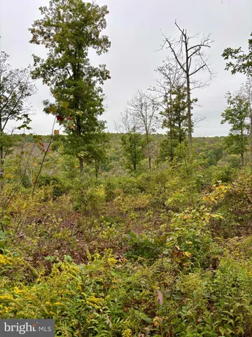 a backyard of a house with lots of trees