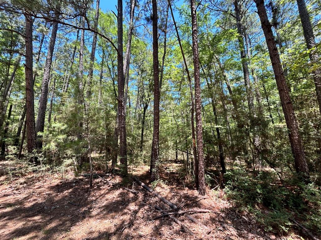 Lot 19 B H Carroll Street Trinity, TX 75862 - Photo 13 of 14