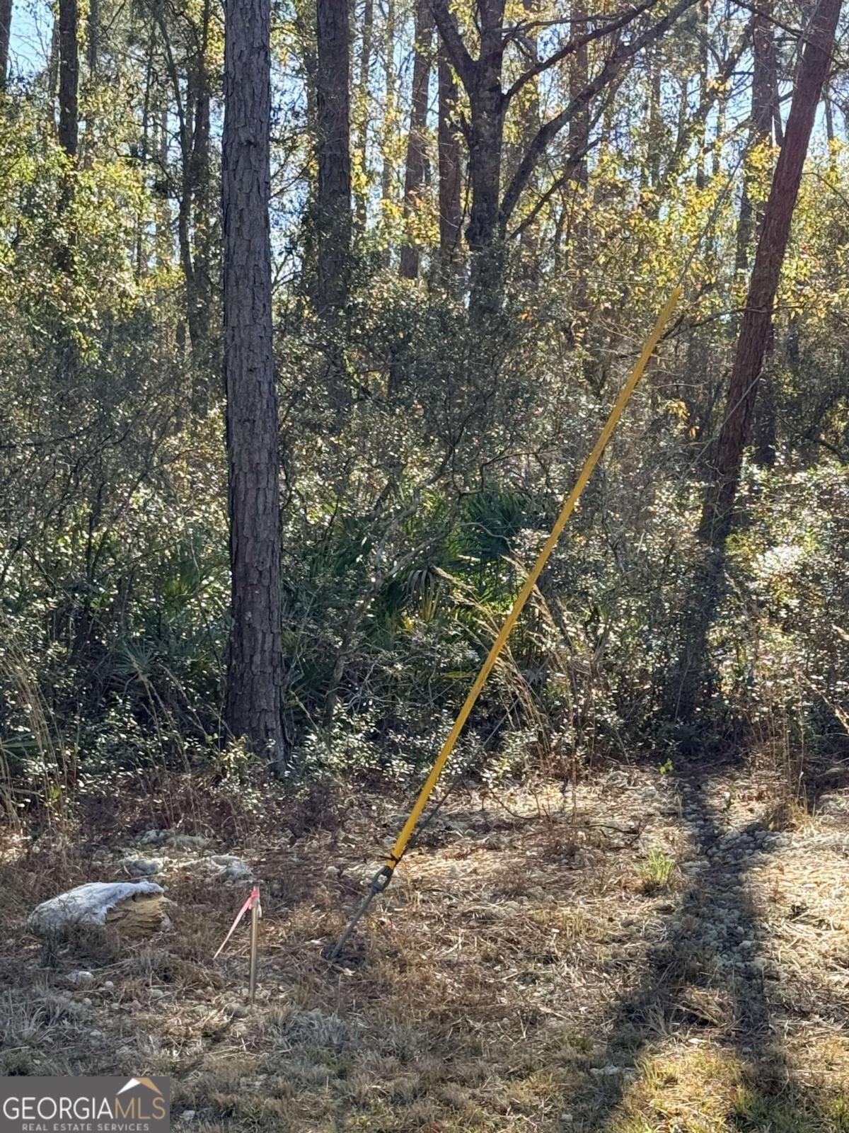 414 Pendleton Street Baxley, GA 31513 - Photo 3 of 6 a view of a forest filled with trees