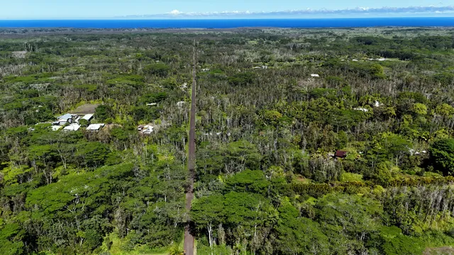 a view of a lush green forest with trees