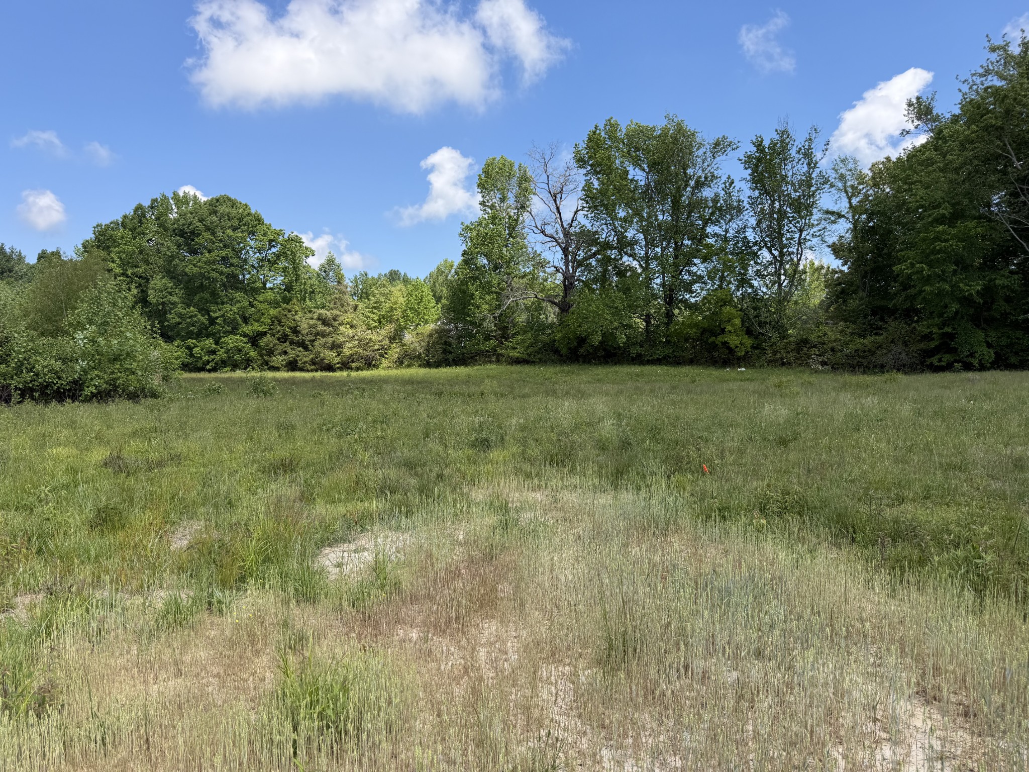 155 Reece Road Baxter, TN 38544 - Photo 2 of 3 a view of a big yard with plants and large trees